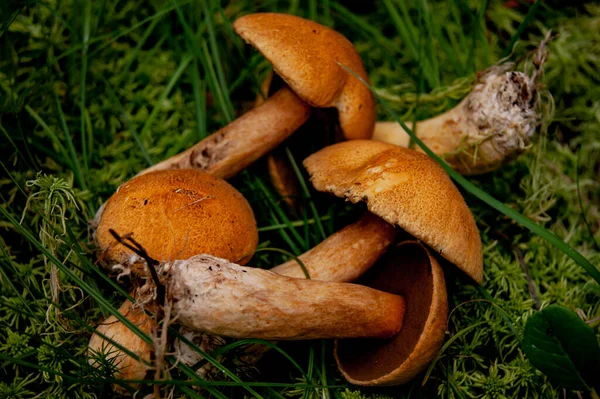 Picked Mushrooms Forest Mushrooms Lie Grass — Stock Photo, Image