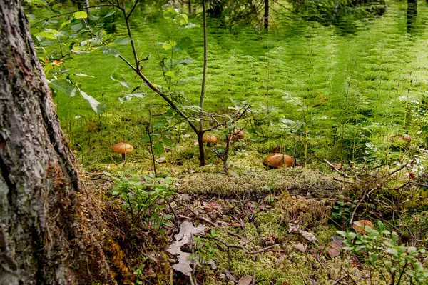Houba Lesní Trávě Báječný Letní Les Jeho Obyvatelé Záhadné Mystické — Stock fotografie