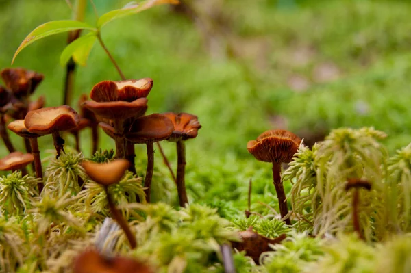 Champignon Dans Herbe Forêt Une Fabuleuse Forêt Été Ses Habitants — Photo