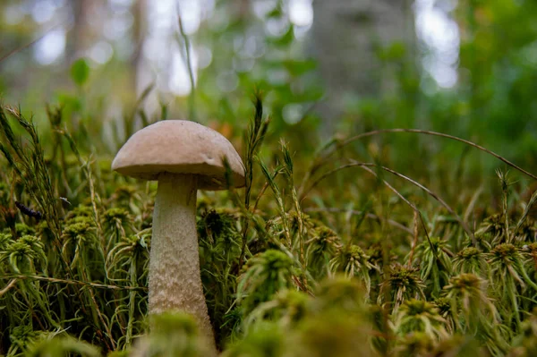 Mushroom Forest Fabulous Summer Forest Its Inhabitants Mysterious Mystical Separation — Stock Photo, Image