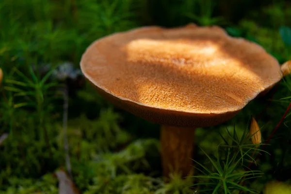 Mushroom Forest Fabulous Summer Forest Its Inhabitants Mysterious Mystical Separation — Stock Photo, Image