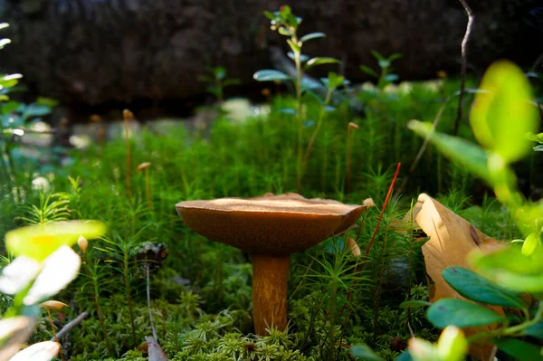 Cogumelo Floresta Uma Fabulosa Floresta Verão Seus Habitantes Separação Misteriosa — Fotografia de Stock