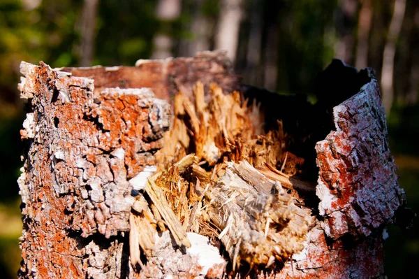 Texture Écorce Arbre Arbre Dans Forêt — Photo