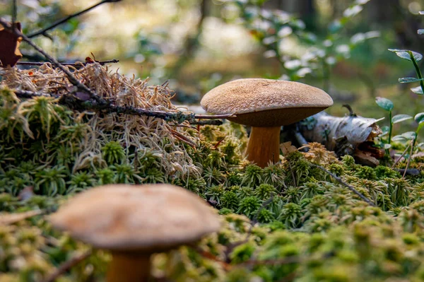 Mushroom Forest Grass Fabulous Summer Forest Its Inhabitants Mysterious Mystical — Stock Photo, Image