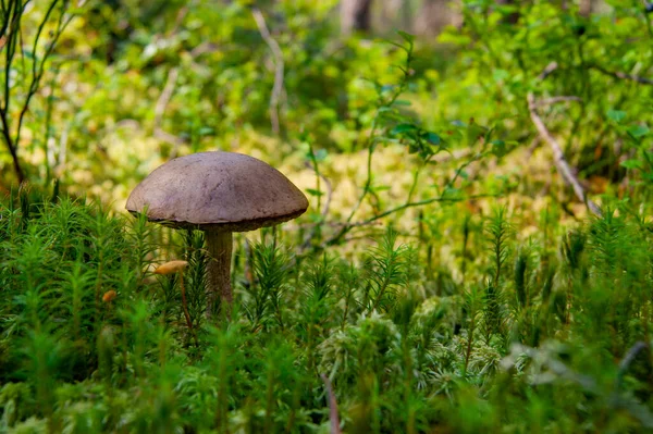 Champignon Dans Forêt Une Fabuleuse Forêt Été Ses Habitants Séparation — Photo