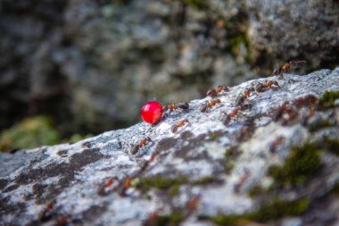 Sonbaharda ural Dağları