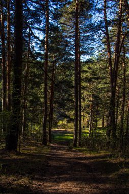 Bahar orman parkta Urallar, Sukhoi günlük şehir