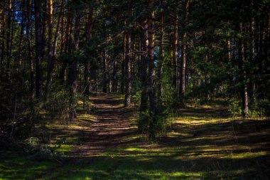 Bahar orman parkta Urallar, Sukhoi günlük şehir