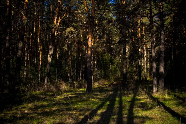 Frühlingswald Park Der Stadt Suchoi Log Den Urals — Stockfoto