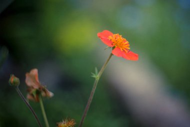 Yaz Bahçe çiçek ve diğer bitkiler