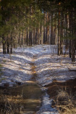 Bahar orman Tyumen şehir Rusya yakın
