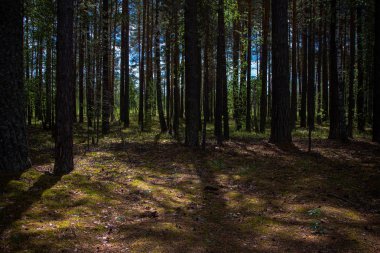 Forest city, Tyumen yakınında Batı Sibirya, Rusya