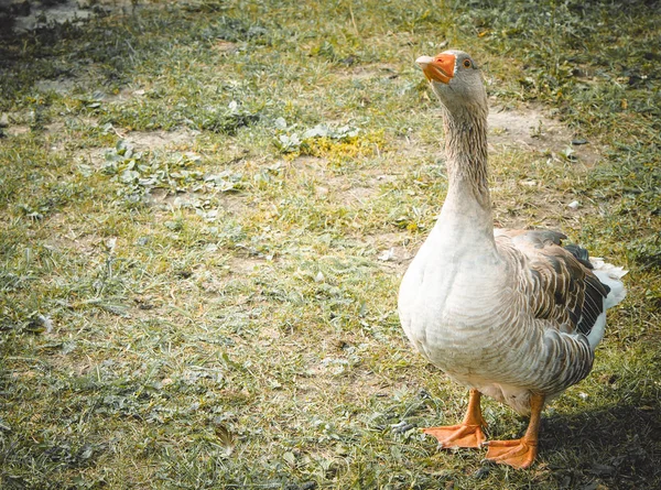 Bloodthirsty Goose Farm Siberia — Stock Photo, Image