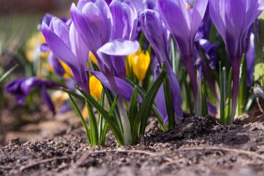 Bahar çiçek Çiğdem leylak