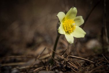 Kardelen. Bahar orman çiçek.