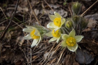 Kardelen. Bahar orman çiçek.