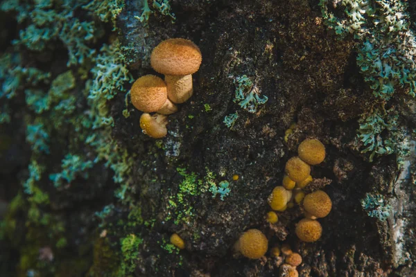 Agaric tatlım. Sibirya ormanları içinde büyüyen mantar
