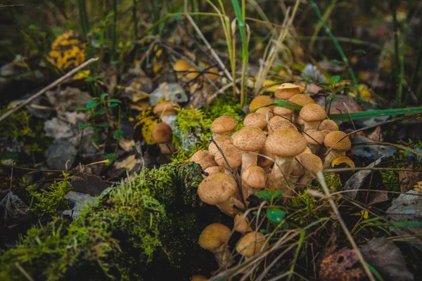 Honung Agaric Svampar Som Växer Skogarna Sibirien — Stockfoto