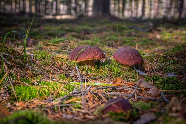 Porcini Fotograferad Skogen Västra Sibirien — Stockfoto