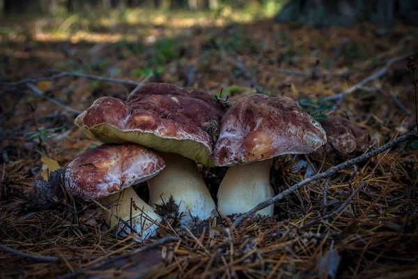 Porcini. Photographed in the forest in Western Siberia.