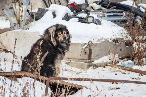 Triste Perro Guardián Fotografiado Tyumen Siberia Occidental Rusia — Foto de Stock