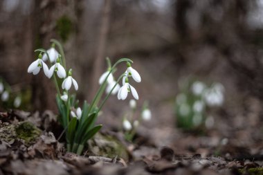 Şubat ayında Kırım dağlarında kardamlaları fotoğraflandı