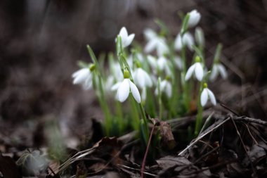 Şubat ayında Kırım dağlarında kardamlaları fotoğraflandı