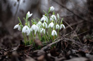 Şubat ayında Kırım dağlarında kardamlaları fotoğraflandı