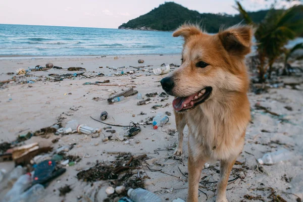 Dog on a dirty beach with garbage. Plastic trash, lots of shoes in the sand. The garbage that threw the ocean. Shore and heaps of garbage after low tide
