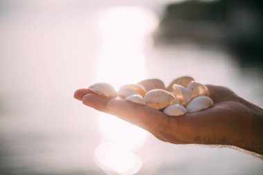 Beyaz deniz kabukları erkeğin ellerinde suyun arka planında. Bir adam gün batımı ve denizin arka planında bir avuç dolusu küçük kabuk tutar. Yakın plan.