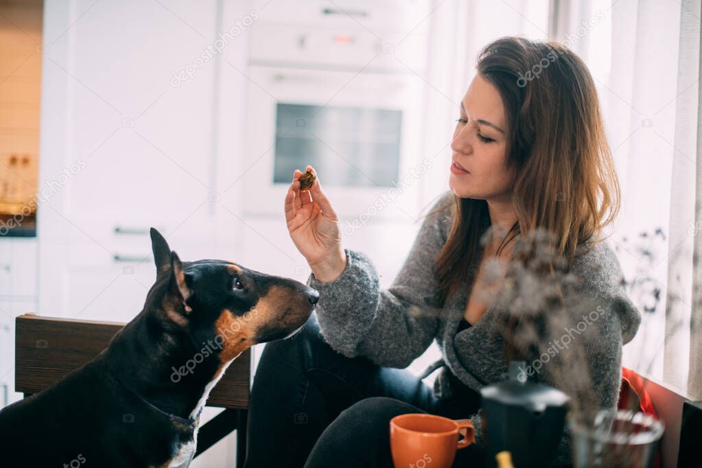 A woman plays with a dog in the living room at home. A young girl gives commands and plays a rottweiler in her free time. The dog plays with the mistress, deserves a yummy