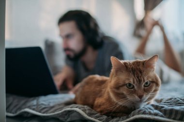 Kedi kanepede yatıyor, bir adam dizüstü bilgisayarla çalışıyor. Genç bir karantinacı evde çalışıyor, yanında da kırmızı bir kedi var. Uzaktan çalışma, evden çalışma.