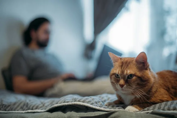 Gato Yace Sofá Hombre Trabaja Portátil Joven Cuarentena Está Trabajando —  Fotos de Stock