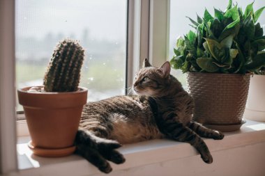 Kedi güneşte açık pencerenin yanında yatıyor. Gri kedi bahar güneşinin tadını çıkarıyor çiçek saksıları arasındaki pencere eşiğinde