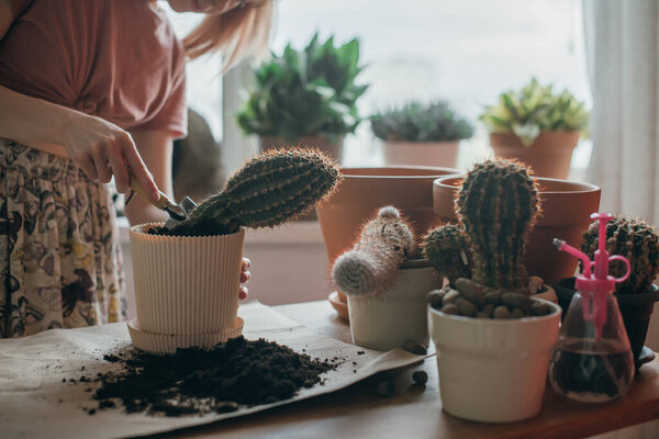 Молодая женщина пересаживает кактусы дома. Девочка за работой с домашними растениями в квартире. Весенний цветочный уход