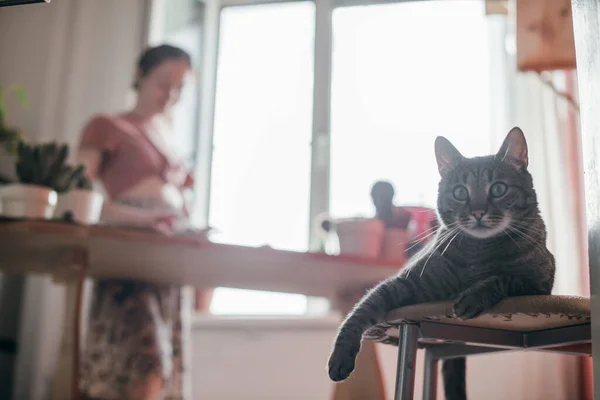 Vordergrund Liegt Die Katze Auf Einem Stuhl Eine Junge Frau — Stockfoto