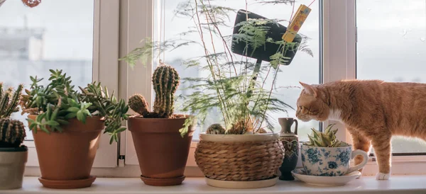 A windowsill with many pots of flowers and a cat. Close-up of pots, cacti, succulents and leafy plants on the window on a sunny day. Cat sniffing plants