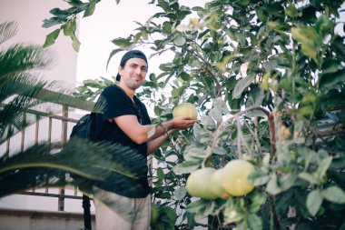 Turunçgil bitkisinin dallarındaki genç adam. Turist elinde bir meyve tutuyor.