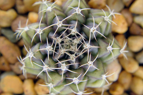 Kaktus Nahaufnahme Stachelstruktur — Stockfoto