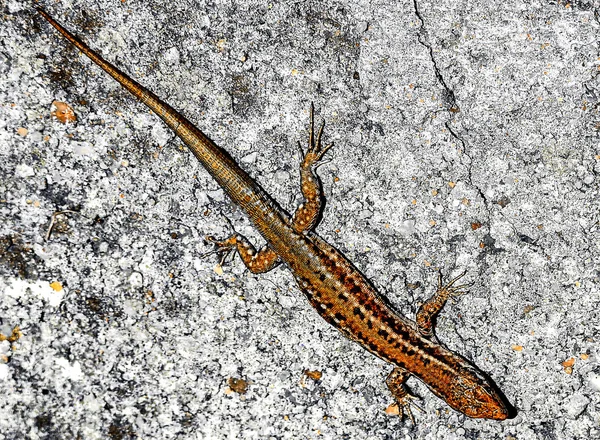 Lézard Tient Soleil Sur Ciment — Photo