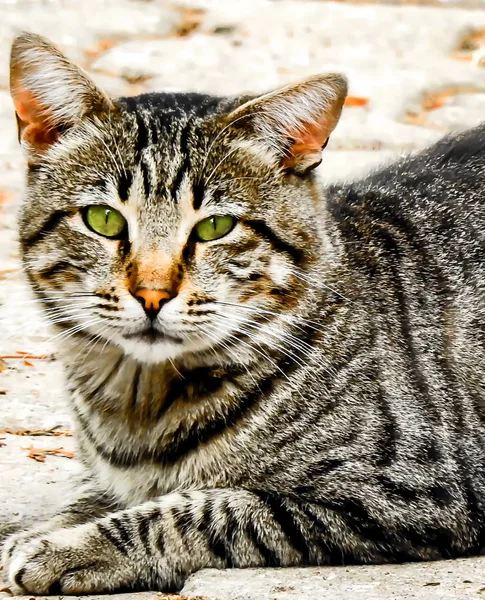 Кошка Улице Зелеными Глазами — стоковое фото