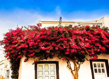 Çiçek açan bir ağaçla kaplı ev.