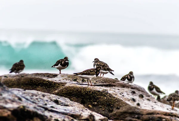 Pájaros Una Roca Junto Orilla Del Océano — Foto de Stock