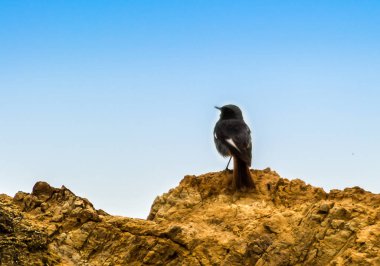 Mavi gökyüzü ile taşın üzerinde küçük bir kuş