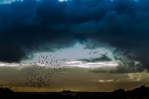 Ptáci Létající Noční Obloze — Stock fotografie