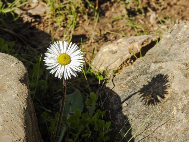 Taşlardan yetişen beyaz tarla çiçeği.