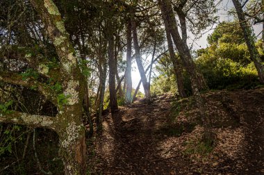 Önünde ağaçlar olan manzara