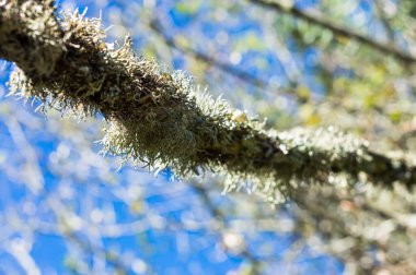 Yosun kaplı bir ağaç dalı.