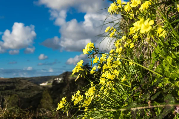 Жовті Польові Квіти Вирощені Вертикально — стокове фото