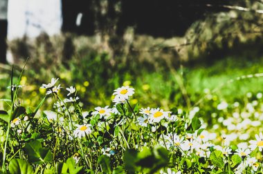 Ön planda bir grup papatya